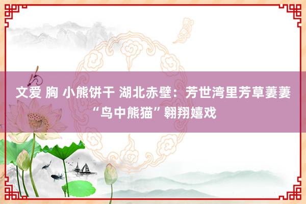 文爱 胸 小熊饼干 湖北赤壁：芳世湾里芳草萋萋“鸟中熊猫”翱翔嬉戏
